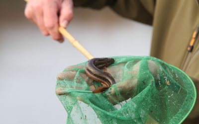 Rund 650 Schlammpeitzger in die Freiheit entlassen￼